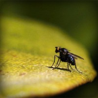 /album/marillenpatenschaft/photolia-a07-jpg/